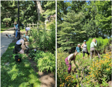 URI Master Gardeners working in the Pollinator Garden